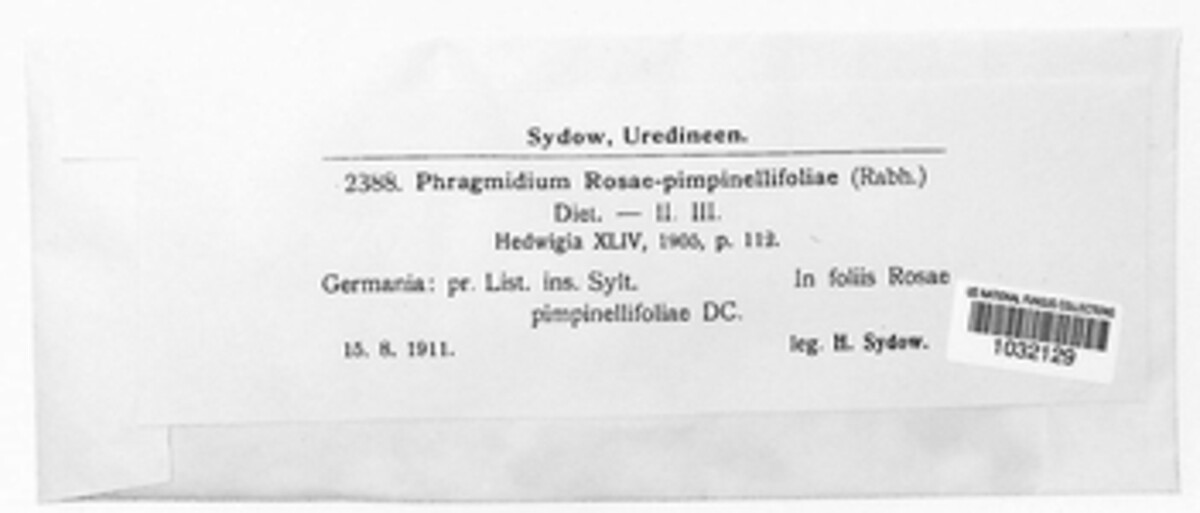 Phragmidium kamtschatkae image